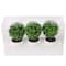 6.75" Premade Green Boxwood Ball Topiaries in Plastic Pots, 3ct. by Ashland®